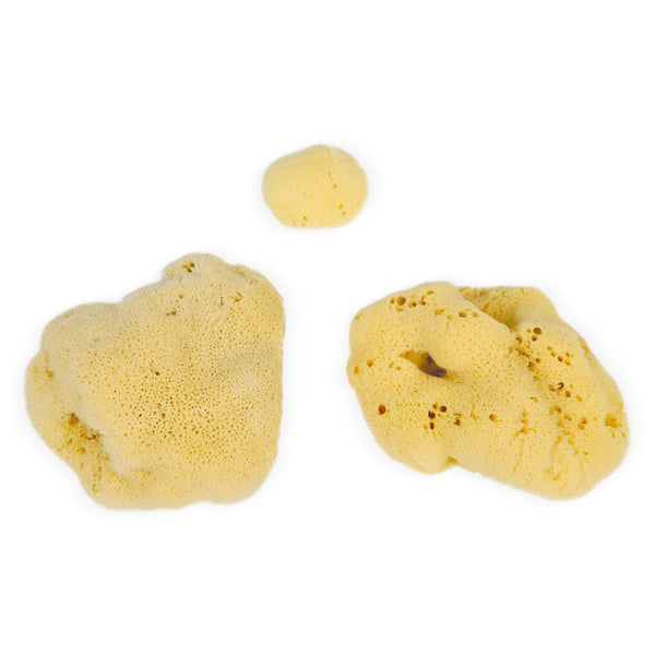 Eco Bath Natural Sea Sponges - Eco Bath London